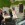 Mariage en Mustang - Mustangponydepot.com - France - Lorraine - Metz - Luxembourg