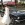 Mariage en Mustang - Mustangponydepot.com - France - Lorraine - Metz - Luxembourg