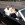 Location pour mariage Ford Mustang 1965 et 1966 - www.mustangponydepot.com
