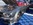 www.mustangponydepot.com au Sema Show