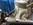 Distributeur Ford "Ready to Run" MSD Moteur 302 Ci en vente chez PONYCLASSIC.COM